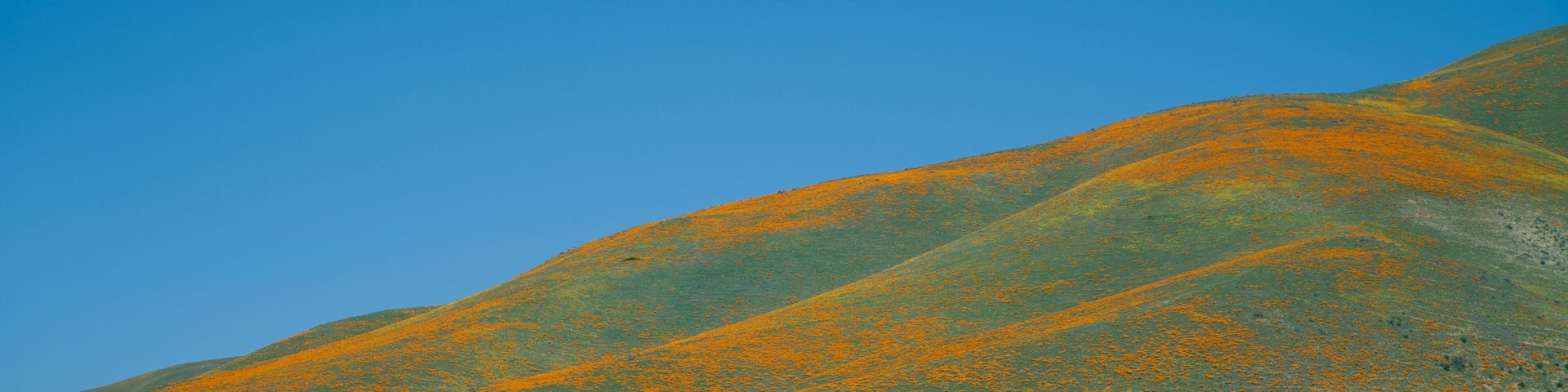 California Poppies and Wildflowers, near Gorman, California