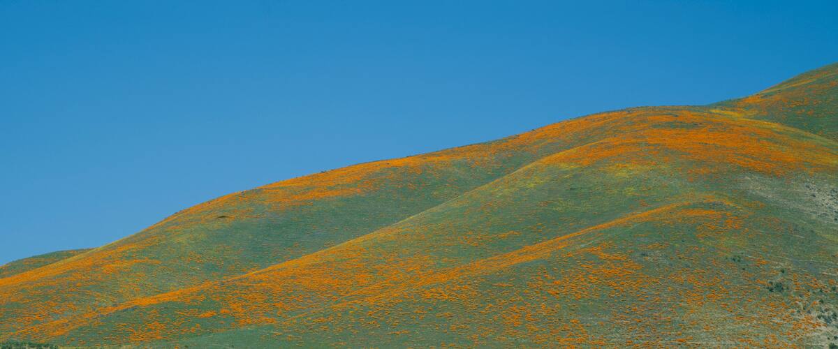 A mountain with orange lichen under a clear blue sky.