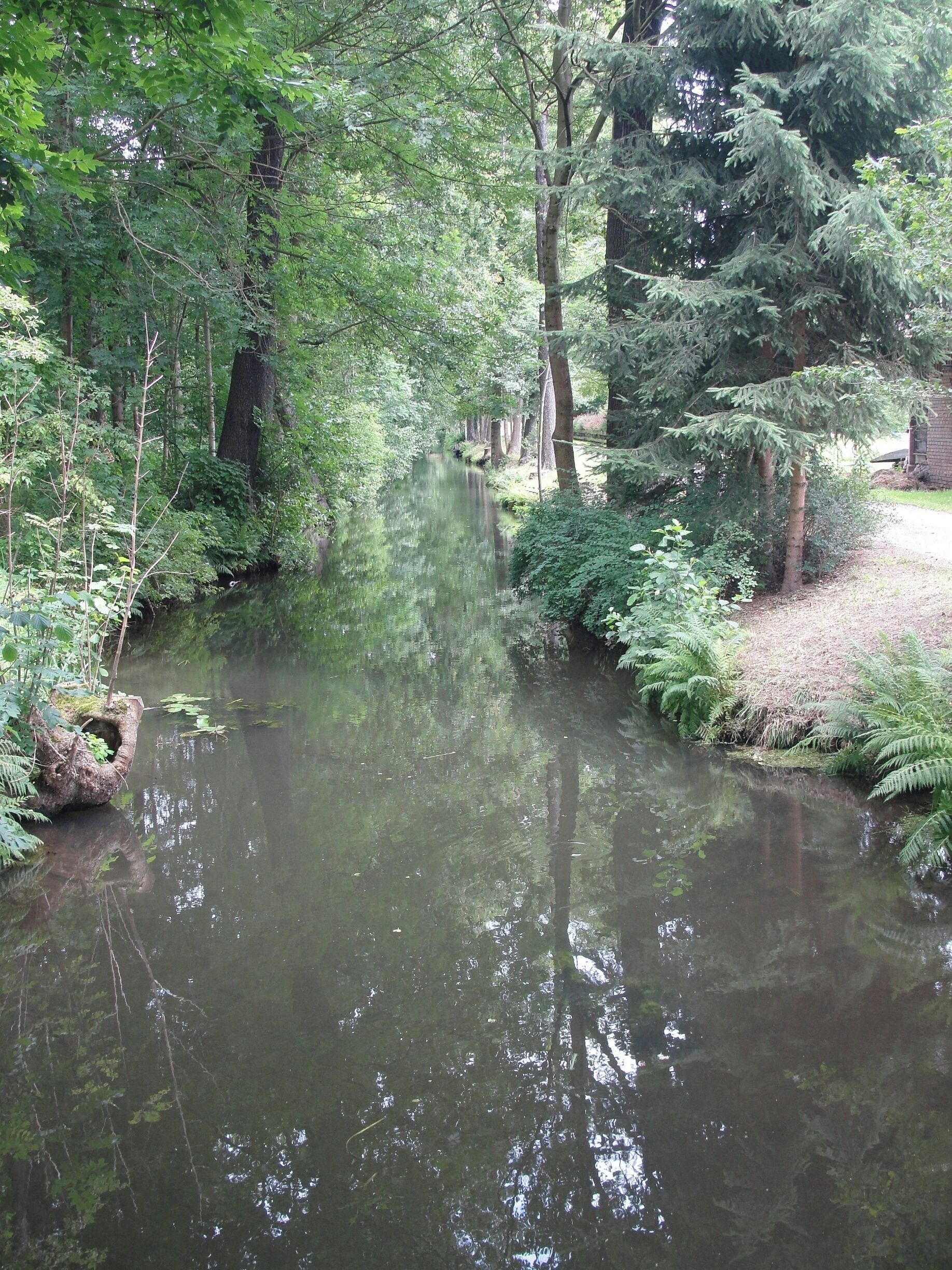 A calm river surrounded by dense trees and ferns.