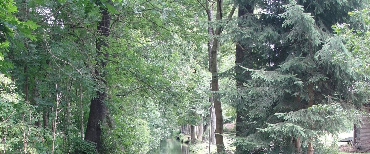 A calm river surrounded by dense trees and ferns.