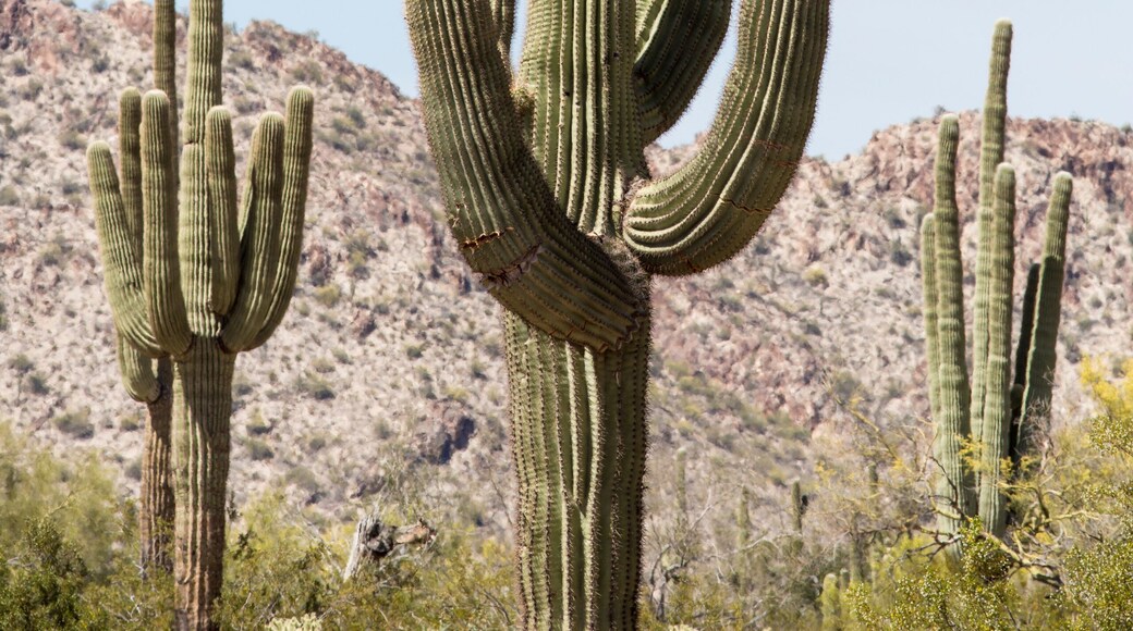 USA, White Tank Mountain Regional Park, Buckeye, Arizona. Saguaro cactus in the Sonoran desert.