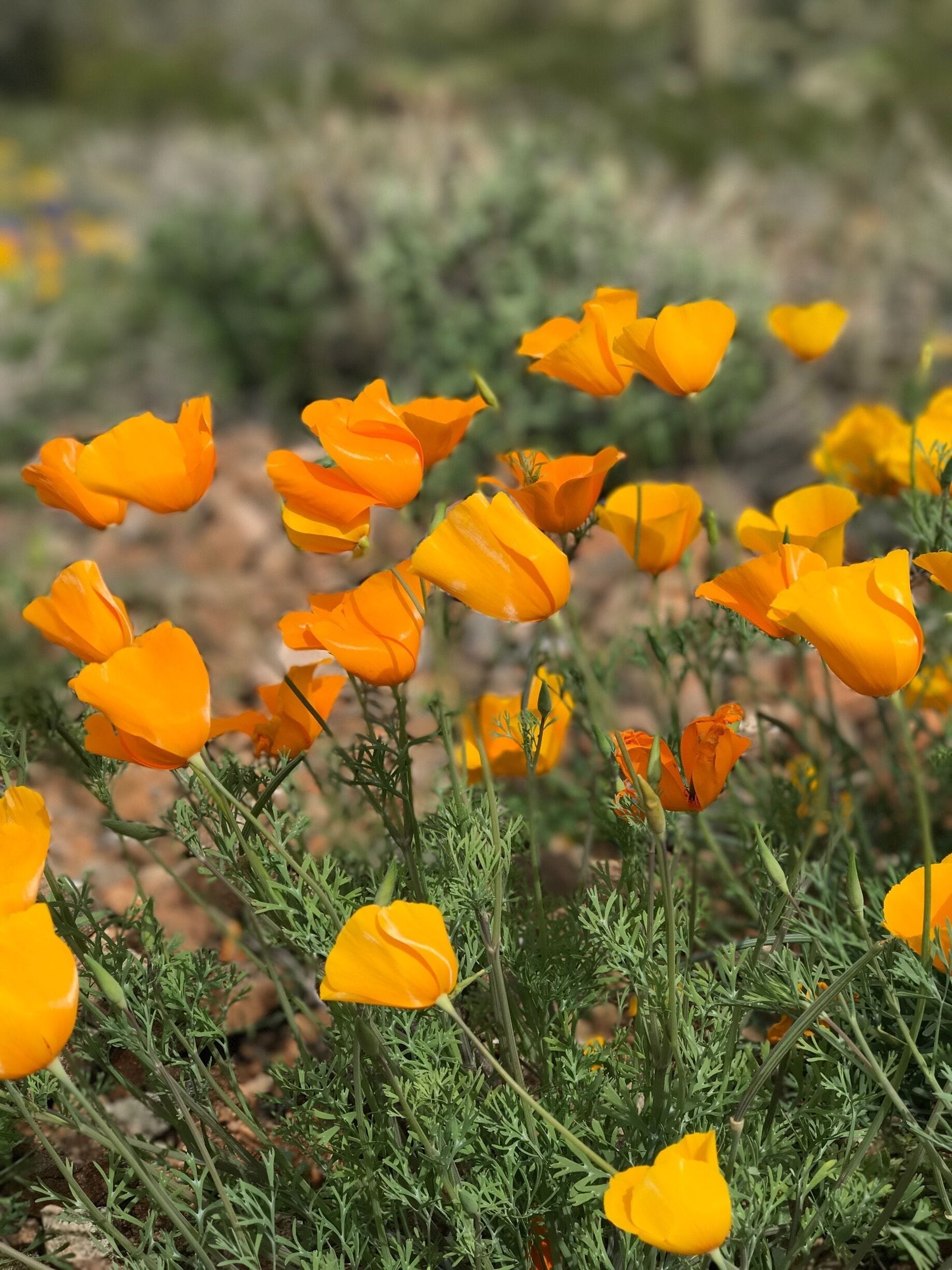 March in the desert to see a poppy field in full bloom.