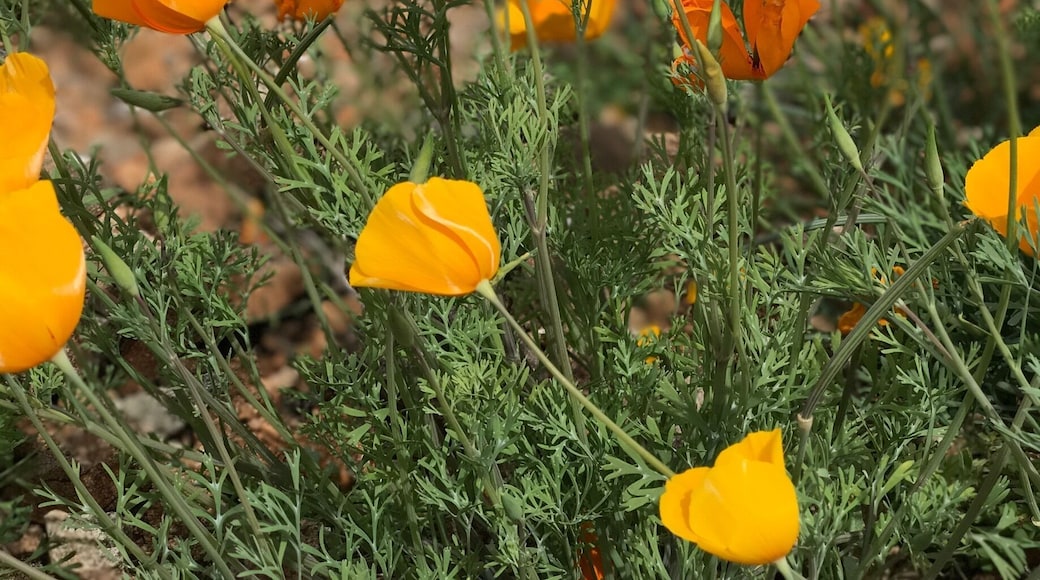 March in the desert to see a poppy field in full bloom.