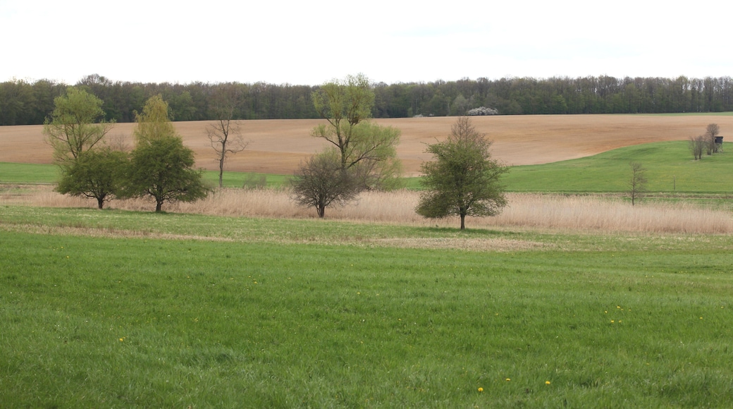 Baumwiesen bei Roßfeld, NSG „Eichelberg und Bischofsau“