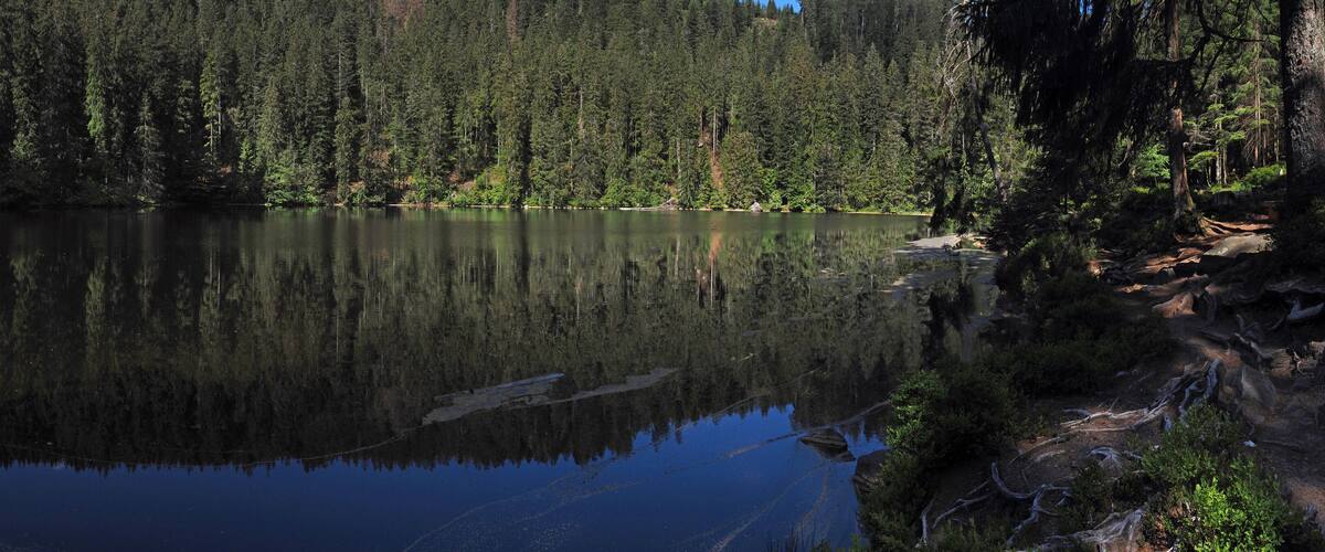 A calm lake surrounded by dense forest.