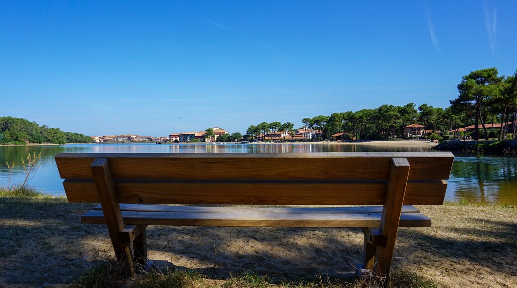 Banc - lac de Soustons - Département des Landes - France