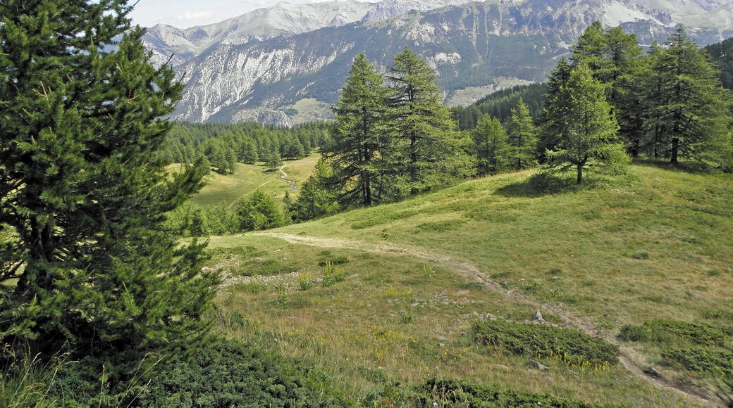Piste de descente en VTT de la Boucle de Razis (Vars, Sainte-Marie)