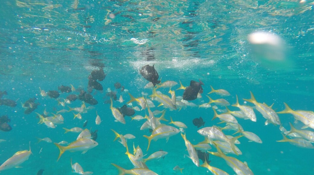 Snorkeling near the reef.
