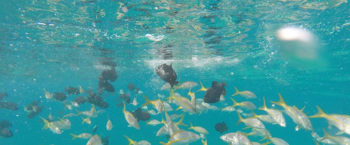 Snorkeling near the reef.