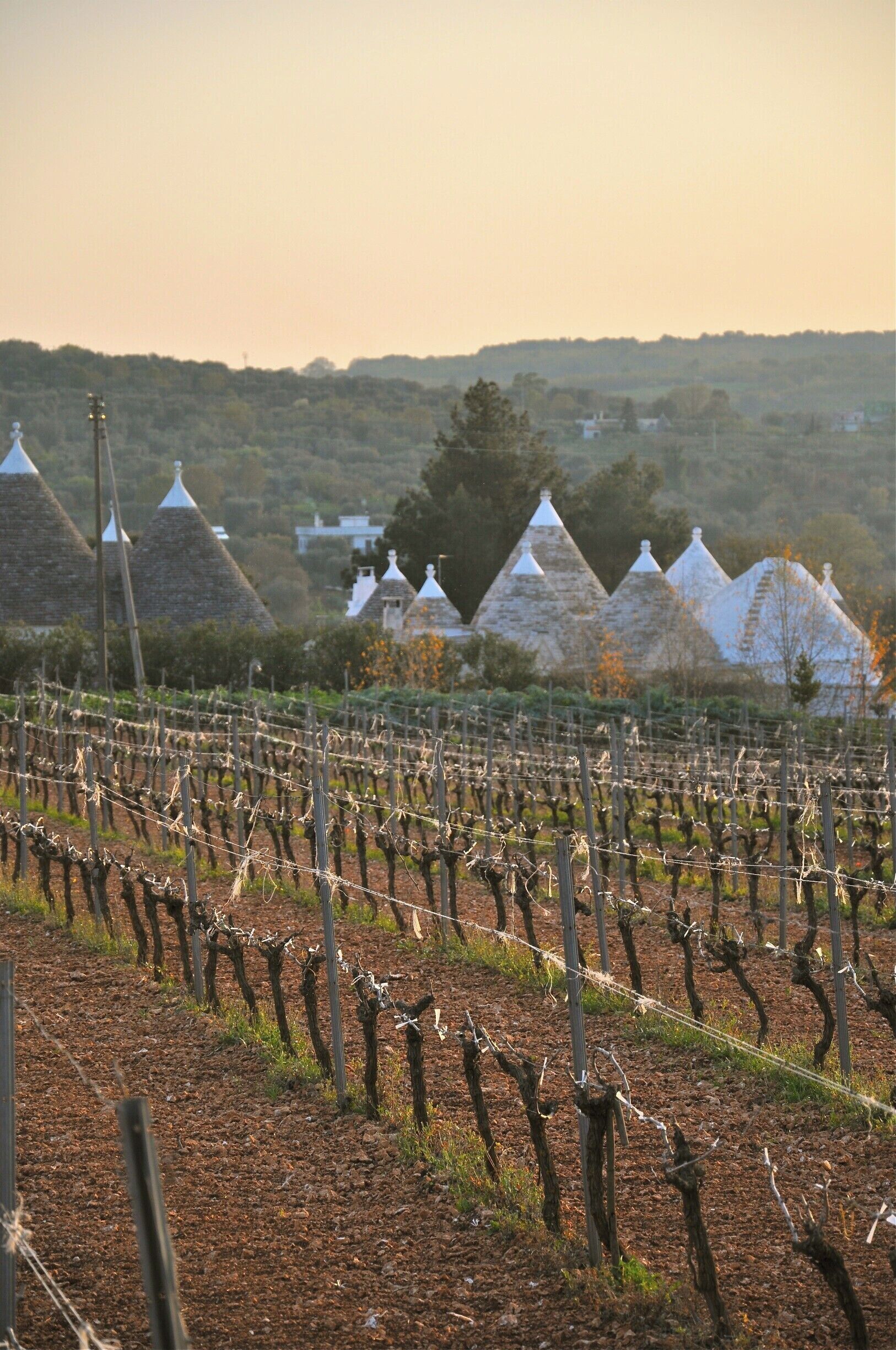 A vineyard with rows of grapevines and white-roofed buildings in the background.