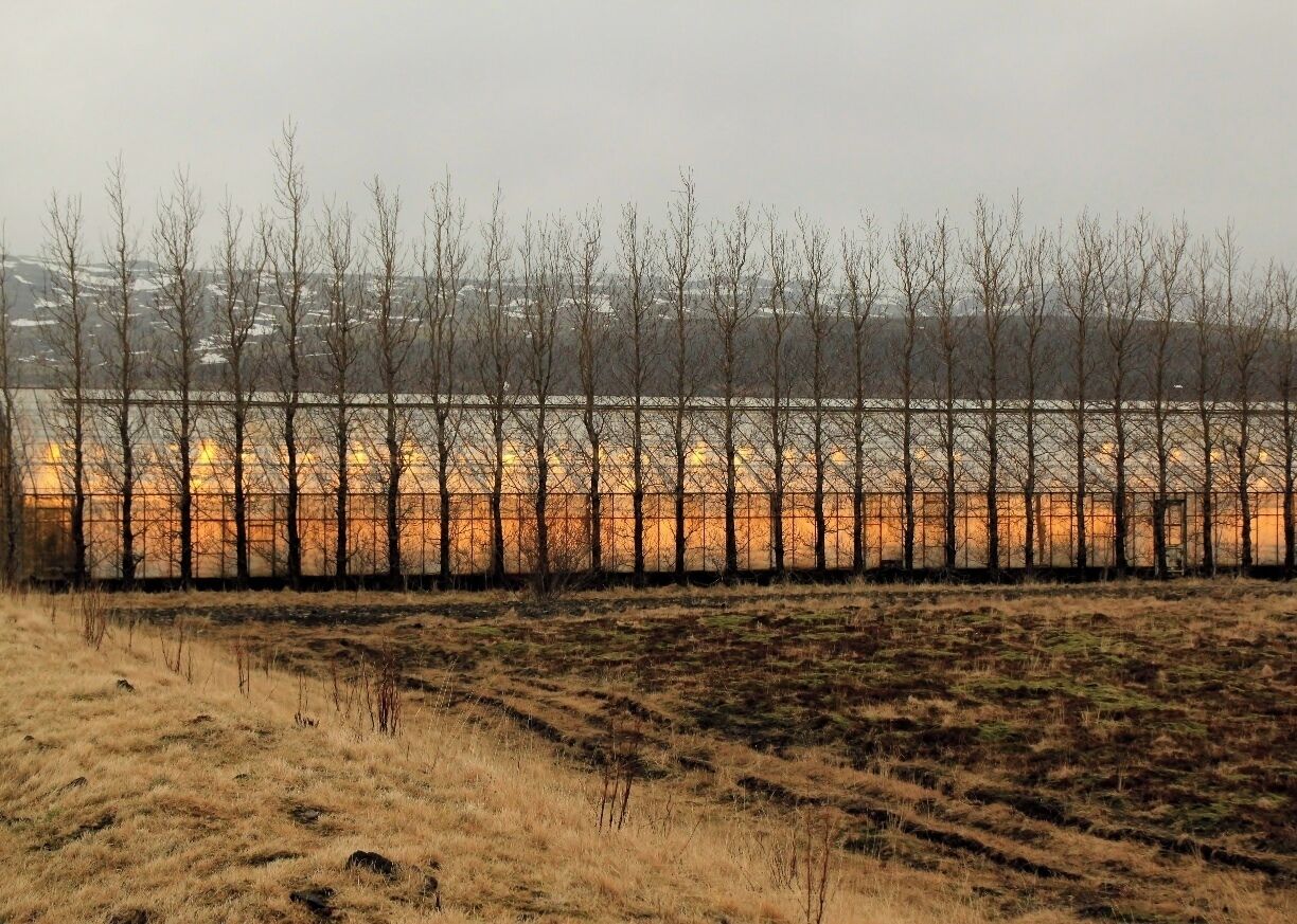A barren field with a fence and leafless trees in the background.