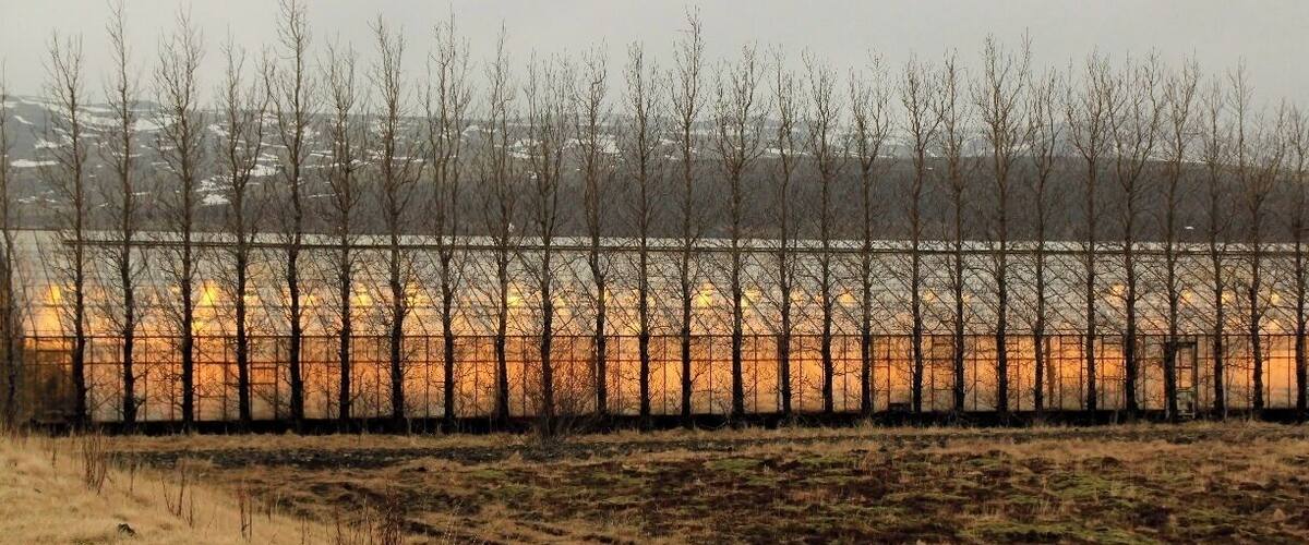 A barren field with a fence and leafless trees in the background.
