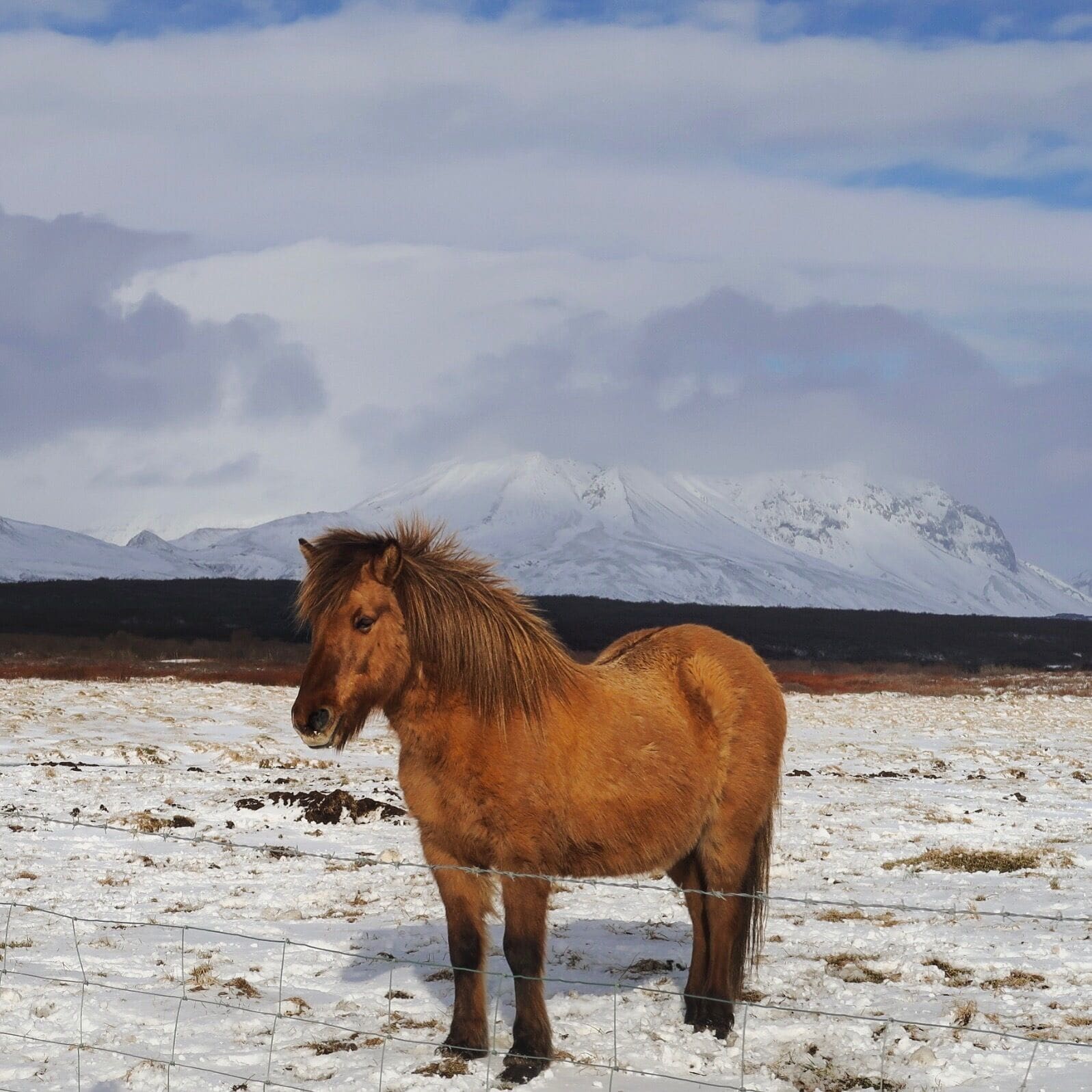 A lone horse standing in a snowy field with a mountain range in the background.