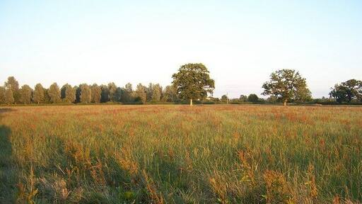 Evening walk along the Parrett Trail