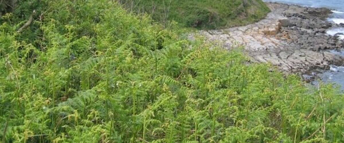 Penrhyn Headland This small headland, which protects Traeth Bychan to the left, is called Penrhyn. The ruined building doesn't look ancient, so may be a wartime relic? In the far distance is Moelfre with its lifeboat station and attendant island of Ynys Moelfre.