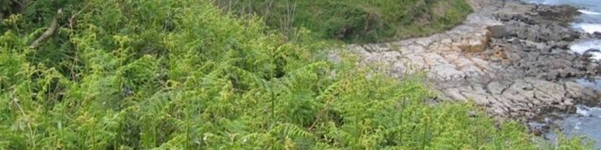 Penrhyn Headland This small headland, which protects Traeth Bychan to the left, is called Penrhyn. The ruined building doesn't look ancient, so may be a wartime relic? In the far distance is Moelfre with its lifeboat station and attendant island of Ynys Moelfre.