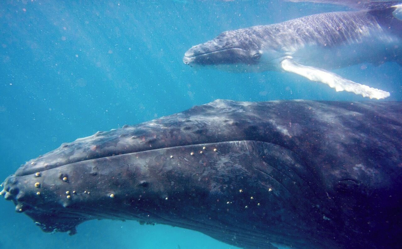 If you visit Exmouth and the Ningaloo Reef in Western Australia between May and August you've got a great chance to see humpback whales as they migrate north from the Antarctic. We were incredibly lucky enough to be snorkelling during a whale shark encounter trip when a humpback and its calf swam past within two metres of us. A moment that will be etched on our memories forever. And, we got to swim with a whale shark too. Recommended!

Read more at:
http://www.aboveusonlyskies.com/swimming-whalesharks-wonderland/