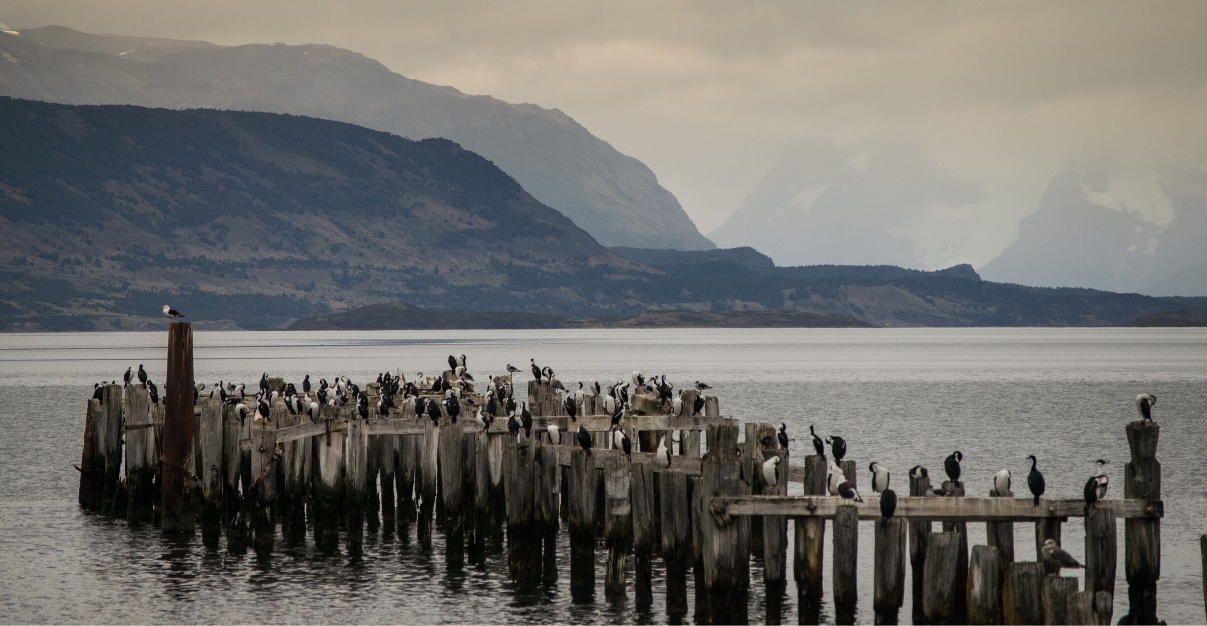 Fauna @Cape of Last Hope :) #chileanmemories