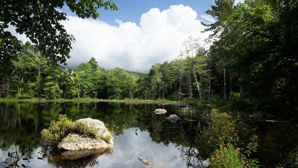 A calm lake surrounded by dense forest and a clear sky.