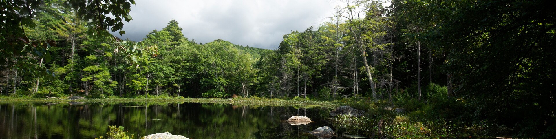 Un lago tranquilo rodeado de un bosque denso y un cielo despejado.