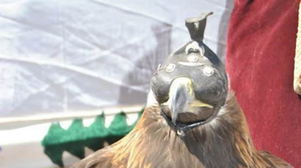 I thought I left these scary birds behind when I left Qatar...I wouldn't mess around with this guy.