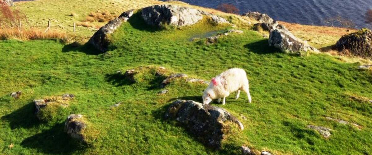 A white sheep grazing on a grassy hill with a body of water and rocky outcrops in the background.