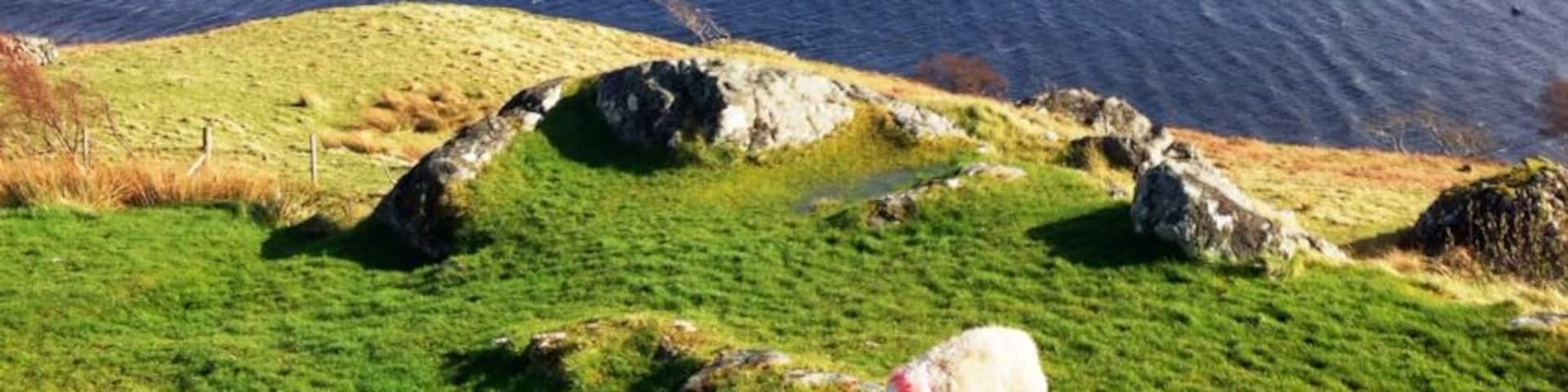 A white sheep grazing on a grassy hill with a body of water and rocky outcrops in the background.