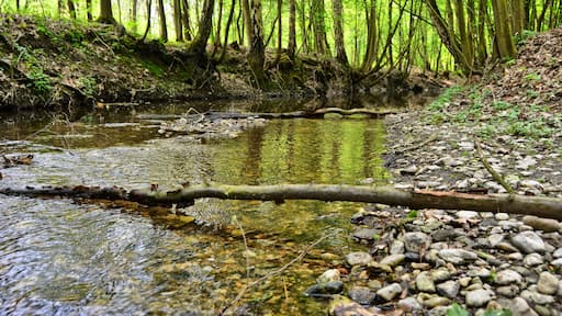 Parthe river, FFH 4741-301 Laubwaldgebiete der Oberen Partheaue (deciduous woodlands of the Upper Parthe meadows), Naunhof-Lindhardt