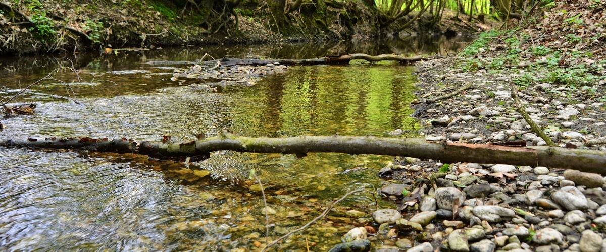 A forest stream with rocks and a fallen tree.
