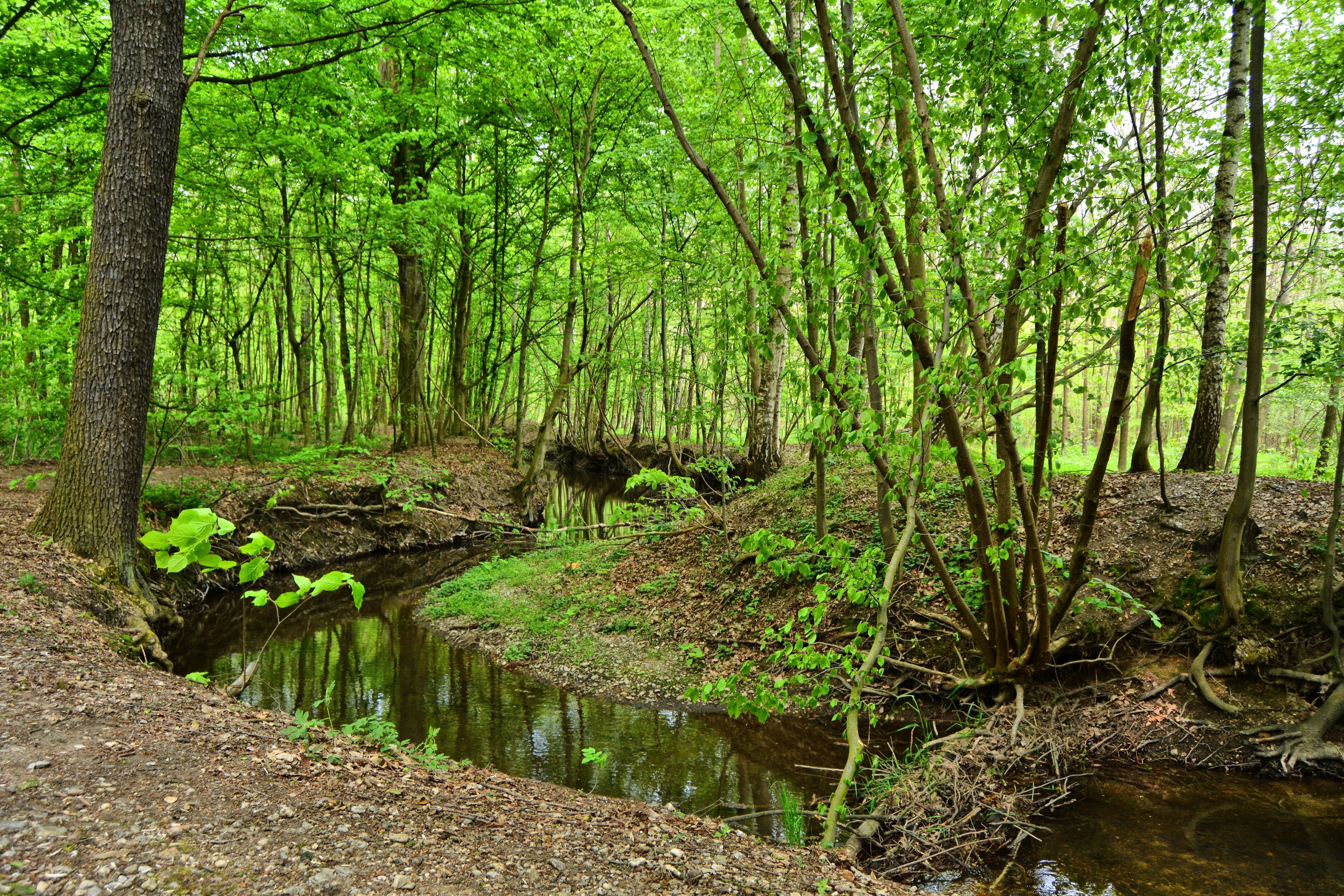 Parthe river, FFH 4741-301 Laubwaldgebiete der Oberen Partheaue (deciduous woodlands of the Upper Parthe meadows), at Naunhof-Lindhardt