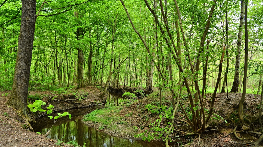 Parthe river, FFH 4741-301 Laubwaldgebiete der Oberen Partheaue (deciduous woodlands of the Upper Parthe meadows), at Naunhof-Lindhardt