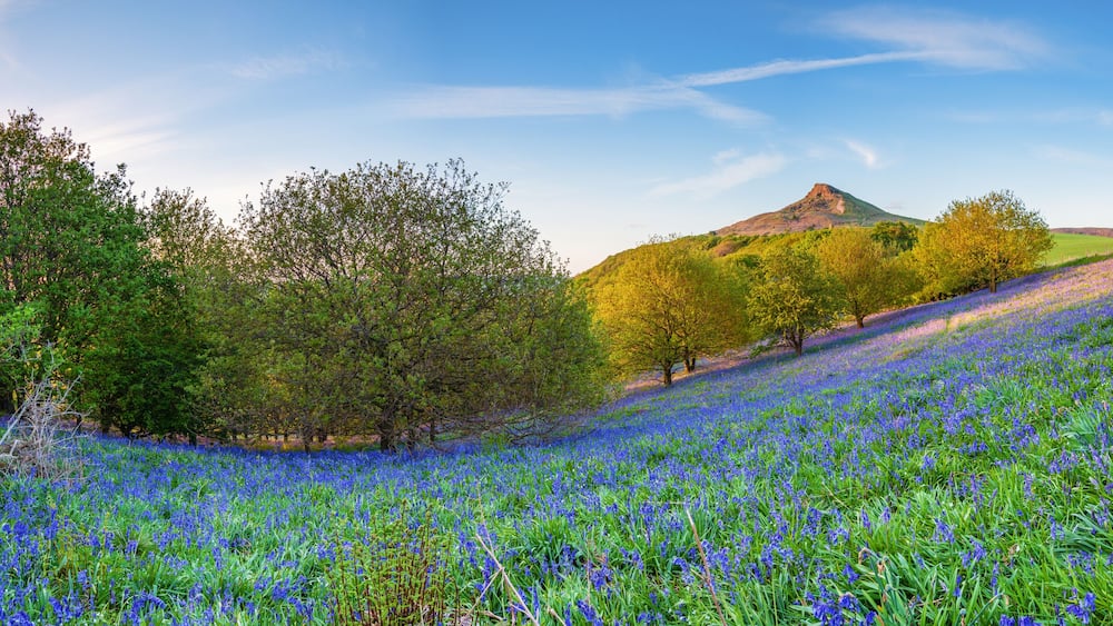 A field of blue flowers, trees, and a hill with a mountain in the background.