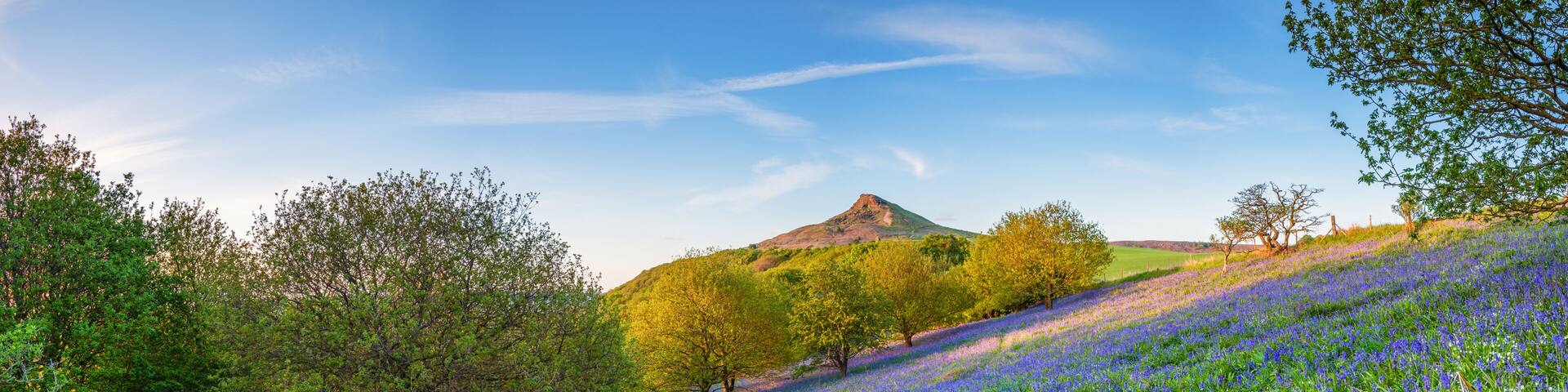 Bluebell Panorama below Roseberry Topping / Newton Wood and Roseberry Topping, a distinctive hill in North Yorkshire, are popular with walkers and ramblers