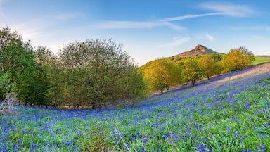 Bluebell Panorama below Roseberry Topping / Newton Wood and Roseberry Topping, a distinctive hill in North Yorkshire, are popular with walkers and ramblers