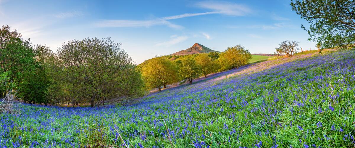 A field of blue flowers, trees, and a hill with a mountain in the background.