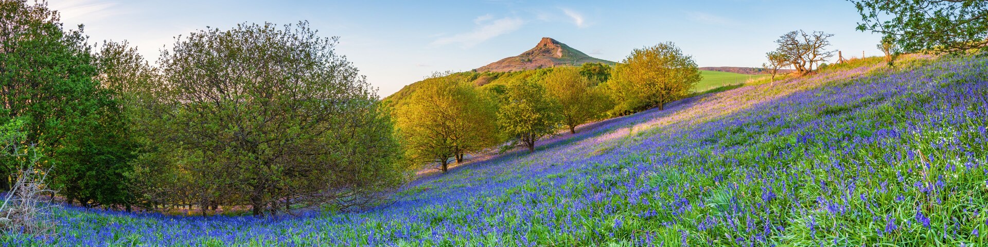 A field of blue flowers, trees, and a hill with a mountain in the background.