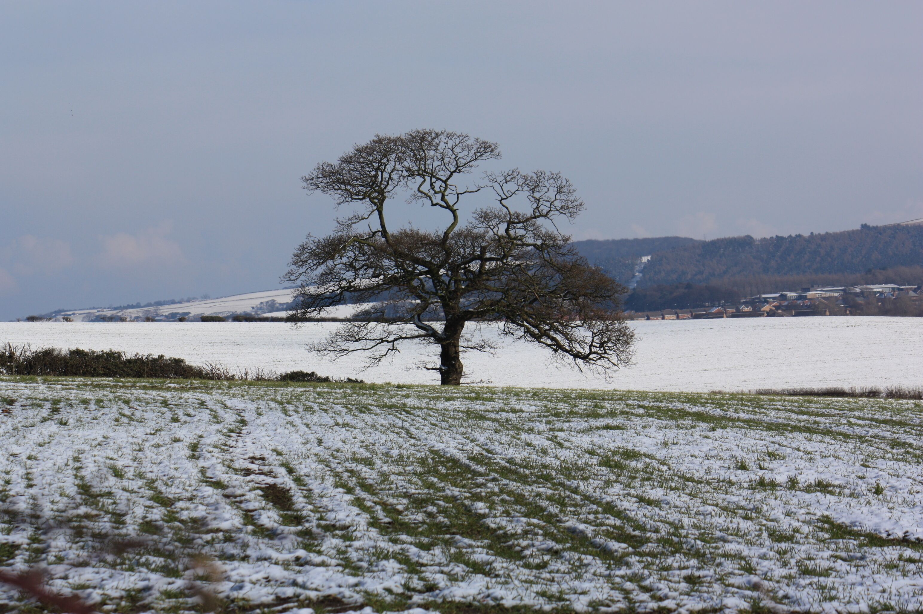 Boundary tree near Scugdale Farm This photograph shows a view of a tree in the boundary fence/hedge that separates the two fields that lie immediately to the east of the access track to Scugdale Farm. A part of Guisborough can just be seen to the right of the tree. The picture was taken looking in an easterly direction towards the roundabout near Woodhouse.