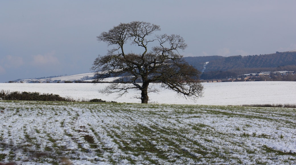 Boundary tree near Scugdale Farm This photograph shows a view of a tree in the boundary fence/hedge that separates the two fields that lie immediately to the east of the access track to Scugdale Farm. A part of Guisborough can just be seen to the right of the tree. The picture was taken looking in an easterly direction towards the roundabout near Woodhouse.