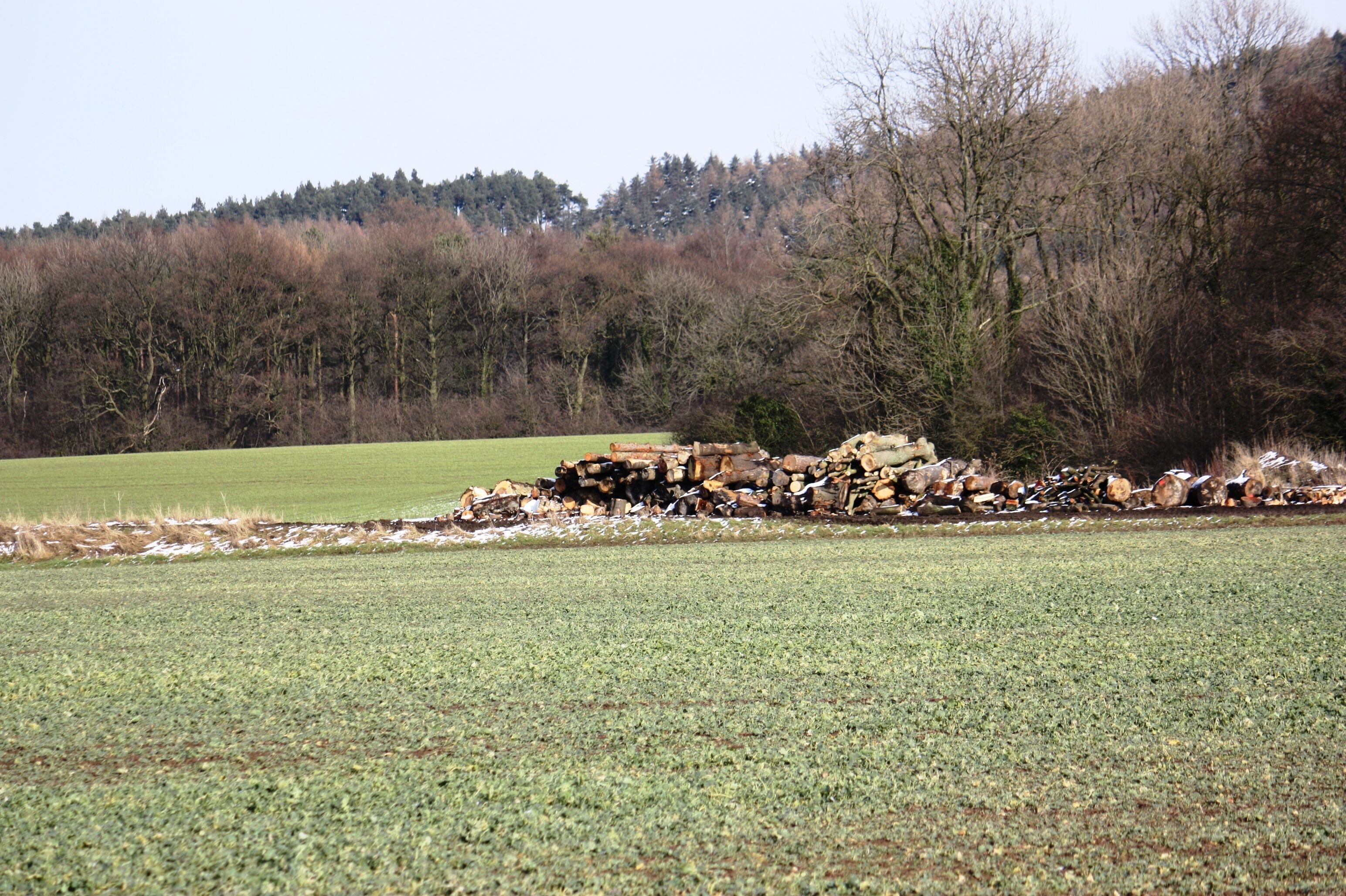 Log piles near Waterfall Farm This photograph shows a view of some piles of logs near Waterfall Farm (to the right). The picture was taken looking in a north-easterly direction from the public footpath near Mucky Lane towards Waterfall Wood.