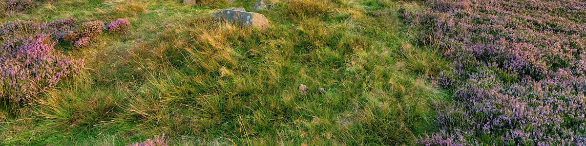 An ancient standing stone on Blakey Ridge