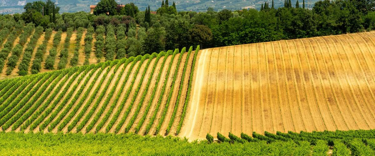 A vineyard with rows of grapevines.