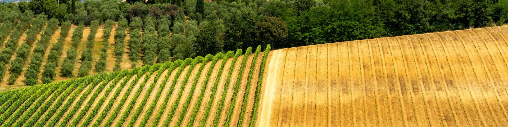 A vineyard with rows of grapevines.