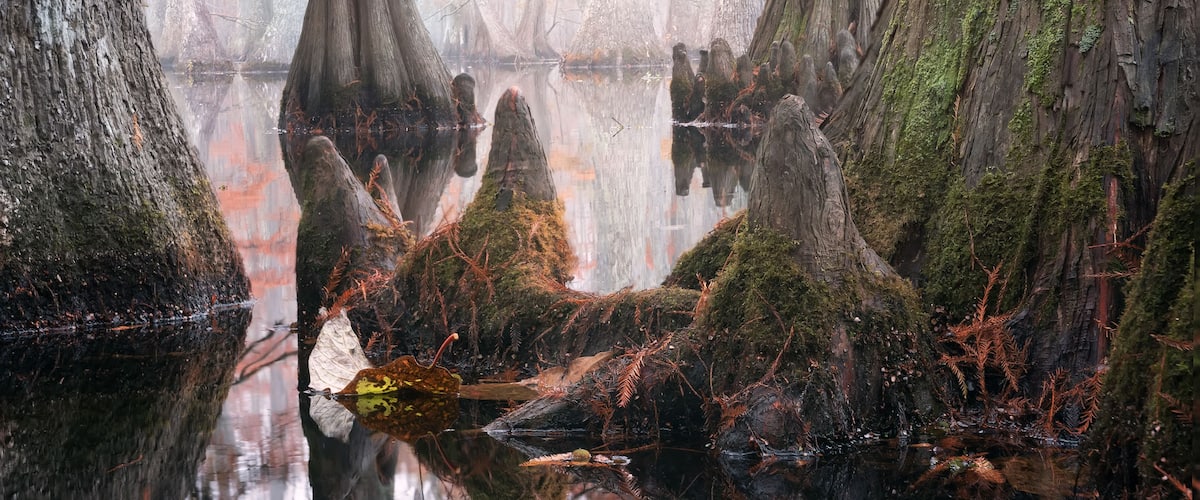 Beautiful bald cypress trees in autumn rusty-colored foliage and Nyssa aquatica water tupelo, their reflections in lake water. Chicot State Park, Louisiana, US