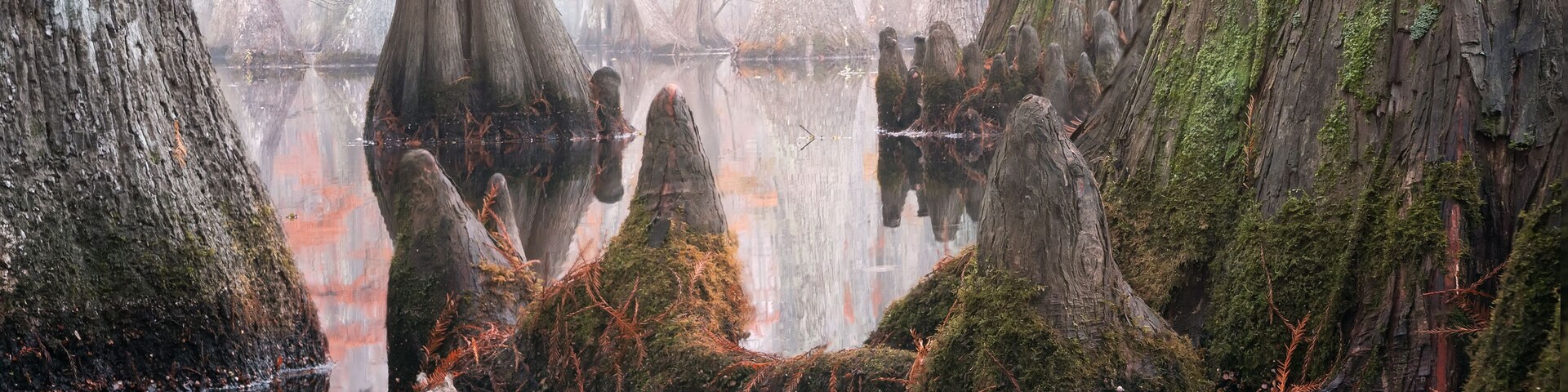Beautiful bald cypress trees in autumn rusty-colored foliage and Nyssa aquatica water tupelo, their reflections in lake water. Chicot State Park, Louisiana, US
