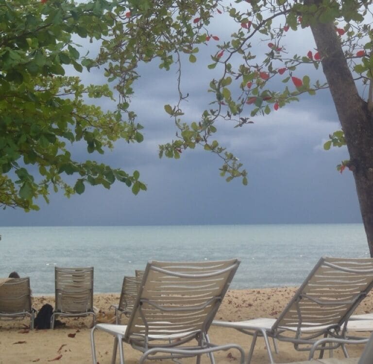 A beach with metal chairs and a tree with green leaves.