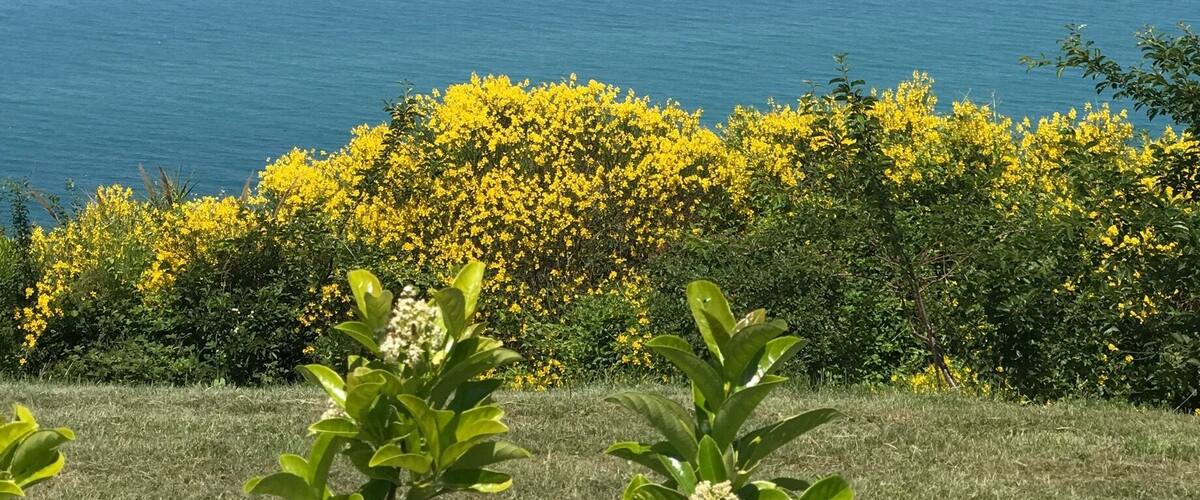 A coastal landscape with a clear blue sky, a grassy foreground with yellow flowers, and the ocean in the background.