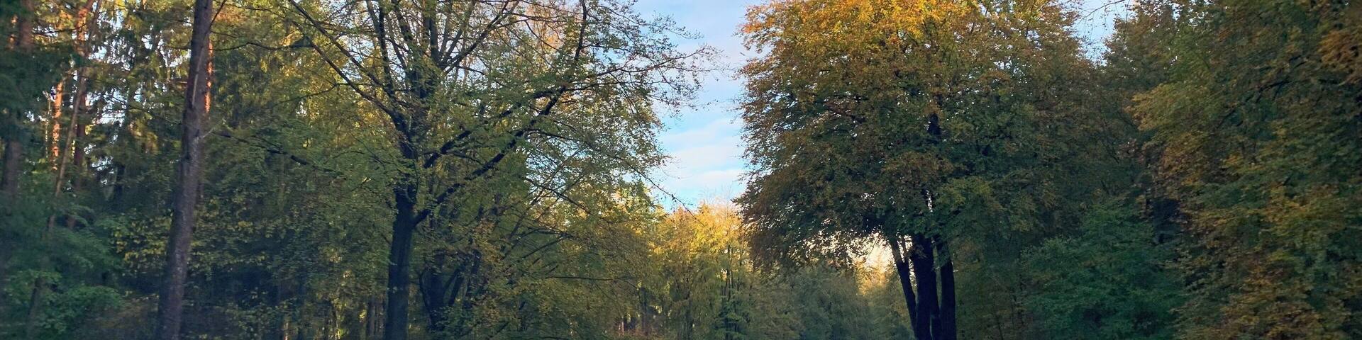 Pretty autumn colours.
Klever Reichswald, Germany 🇩🇪