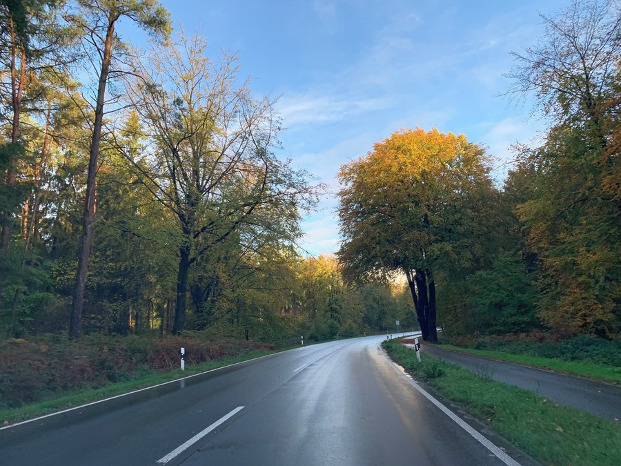 Pretty autumn colours.
Klever Reichswald, Germany 🇩🇪