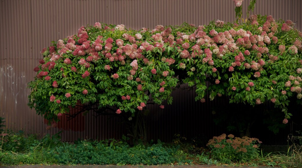 Manchester featuring flowers