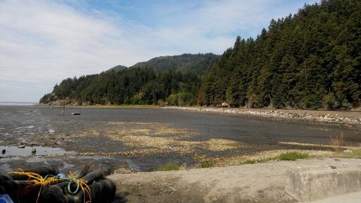 This shellfish farm is just off of Chuckanut Dr. The Amtrak train that runs along the PNW goes right by. You can buy oysters individually and shuck them on the spot to enjoy. The "beach" area where people enjoy the seafood is made up of empty, broken shells. Half the fun is tossing the shells on the floor!
